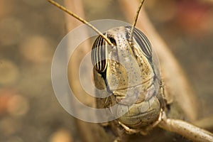 Locust portrait