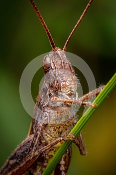 Locust portrait