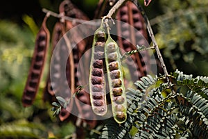 Locust seed pods
