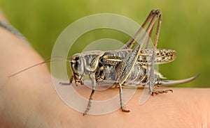Locust sitting on hand