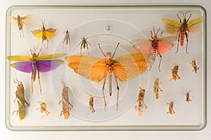 locust specimens photo