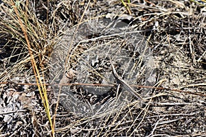 locust stick on the ground in the spring. Close-up