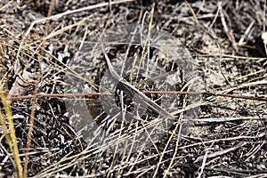 locust stick on the ground in the spring. Close-up
