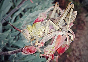 Locust on Succulant flower