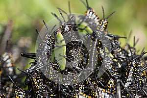 Locust in swarm eating