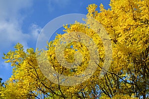 Locust tree in bright yellow leaves in Autumn with blue sky