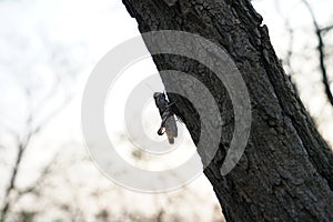 locust and tree in fall