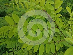 Locust tree leaves closeup