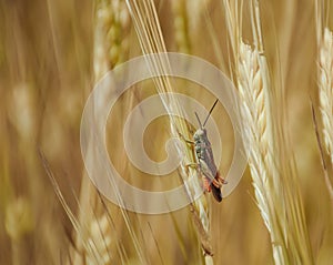 Locust on wheat