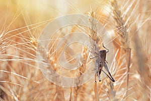 Locust on Wheat grain. Crop damage to whole grain harvest photo