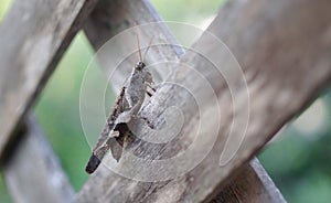 Locust at wooden wall close up shot