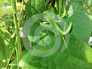 A locust worshiped on a leaf