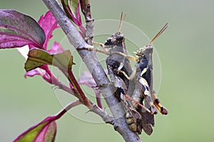 Locust ï¼ˆgrasshopper ï¼‰Mating