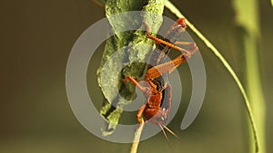 Locusta migratoria 5th instar nymph eating bamboo