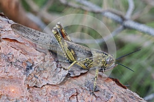 Locusta migratoria, female