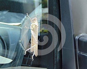 Locusta migratoria sitting on the car window, close up.