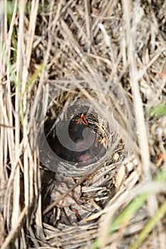 Locustella fluviatilis. The nest of the River Warbler in nature.