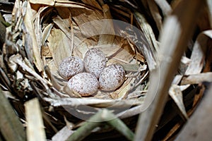 Locustella luscinioides. The nest of the Savi`s Warbler in natur