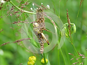 Locusts attacked by the endoparasitic pathogenic fungus Entomophaga grylli.