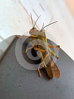 Locusts crickets grasshoppers mating