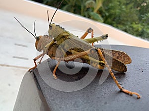 Locusts crickets grasshoppers mating landscape