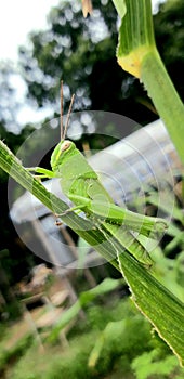 Locusts eat the corn leave