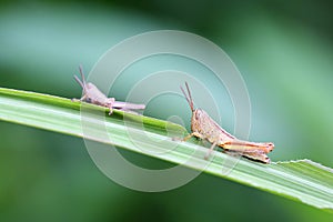 Locusts(grass hoppers) are eating grass photo