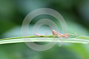 Locusts(grass hoppers) are eating grass photo