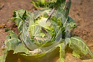 Locusts, grasshopper eating and destroying leaves of a cabbage