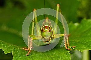 The locusts headshot