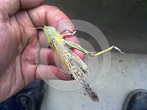 Locusts on the man's hand. orthopteran insect.