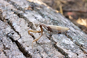 Locusts perched on the bark of an old tree.