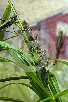 Locusts perched on green leaves