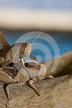 Locusts photo