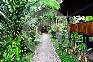 Lodge in jungles
