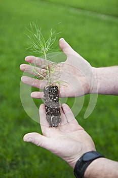 Lodge Pole Pine Seedling