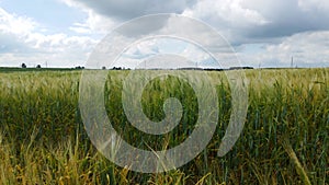 Lodged cereals after storm and hail. Ripening rye. Has suffered from bad weather. Aerial photography