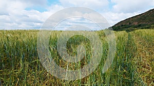 Lodged cereals after storm and hail. Ripening rye. Has suffered from bad weather. Aerial photography