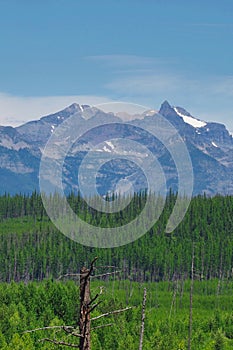 Lodgepole Forest and Mountain Portrait