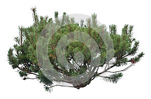 Lodgepole Pine close-up, cutout isolated on white background