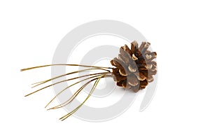 Lodgepole pine cone and needles