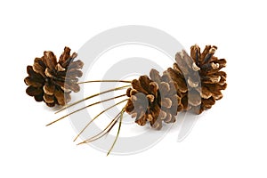 Lodgepole pine cones and needles