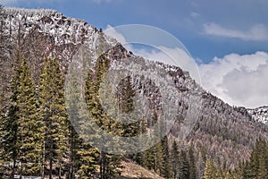 Lodgepole Pine Forest