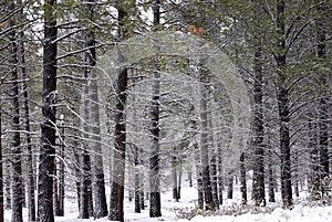 Lodgepole Pine Forest in the Snow