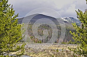 Lodgepole pine killed by pine bark beetle