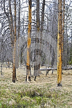Lodgepole pine killed by pine bark beetle