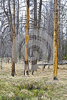 Lodgepole pine killed by pine bark beetle photo