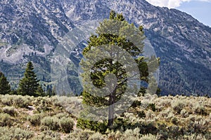 A lodgepole pine stands alone in a field of sagebrush as the Teton Range rises in the background photo