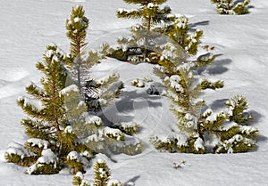 Lodgepole pine saplings covered in snow