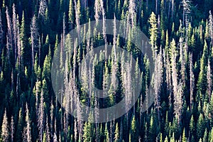 Lodgepole pine tree pattern of dead and live trees on a mountain side in Wyoming